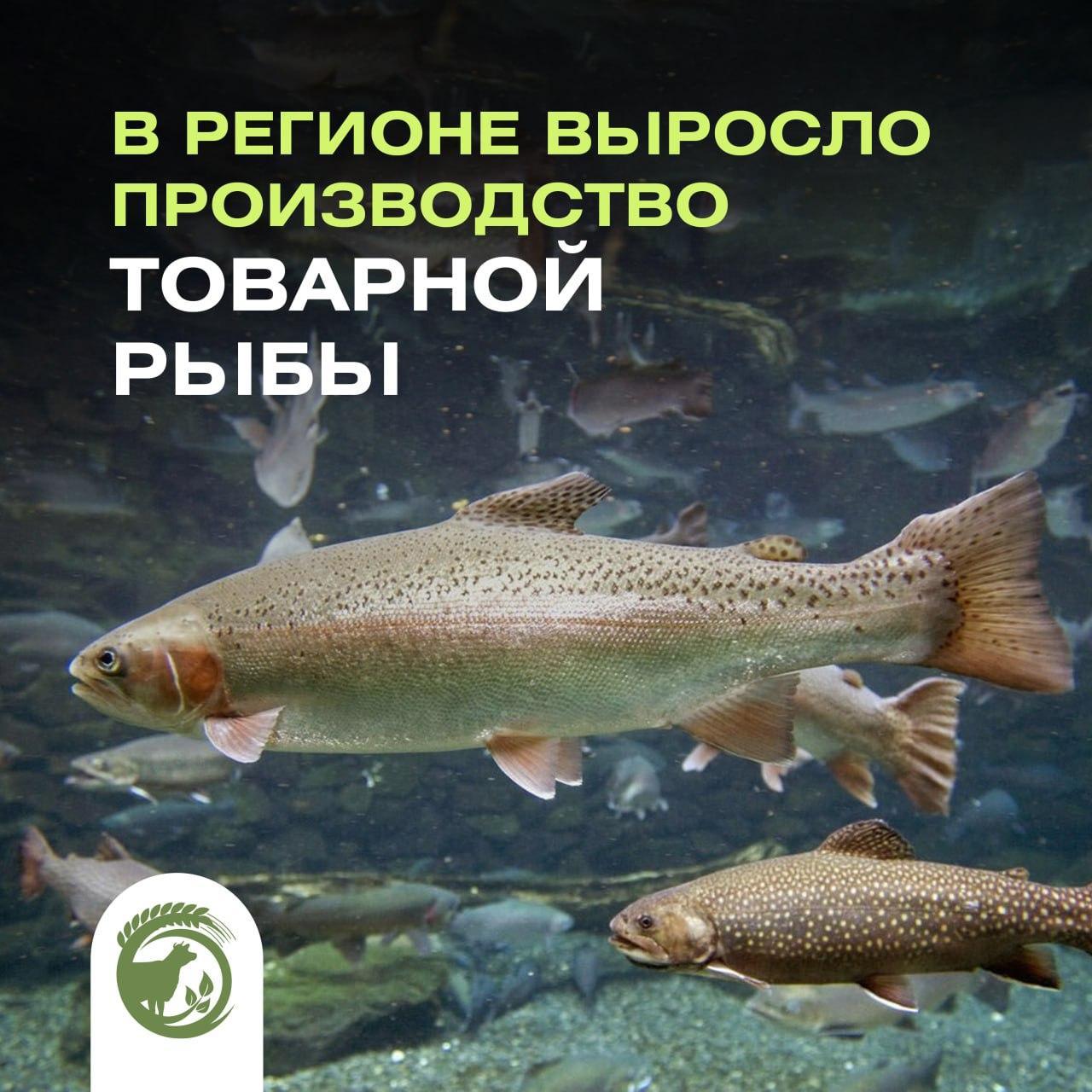 В прошлом году в Ульяновской области выросло производство товарной рыбы.