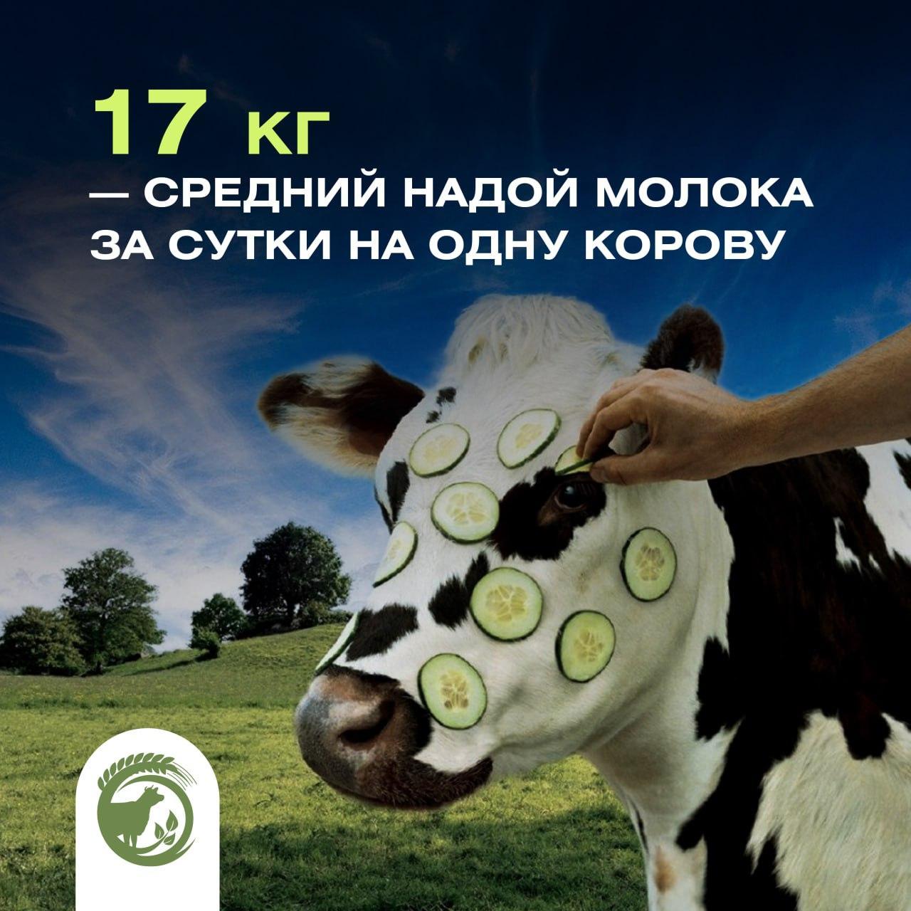 Средний надой молока за сутки на одну корову составил 17 кг.