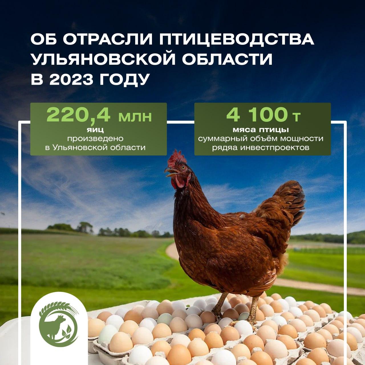 По итогам 2023 года производство яиц в Ульяновской области составило 220,4 млн штук, в том числе в сельхозорганизациях произведено 119,7 млн штук, что на 300 тысяч штук больше, чем в 2022 году.