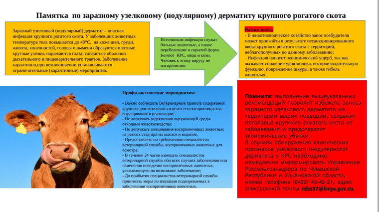 Памятка по заразному узелковому (нодулярному) дерматиту крупного рогатого скота. Памятка по заразному узелковому (нодулярному) дерматиту крупного рогатого скота.